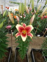 [4192 Flavia VWS No01.JPG]